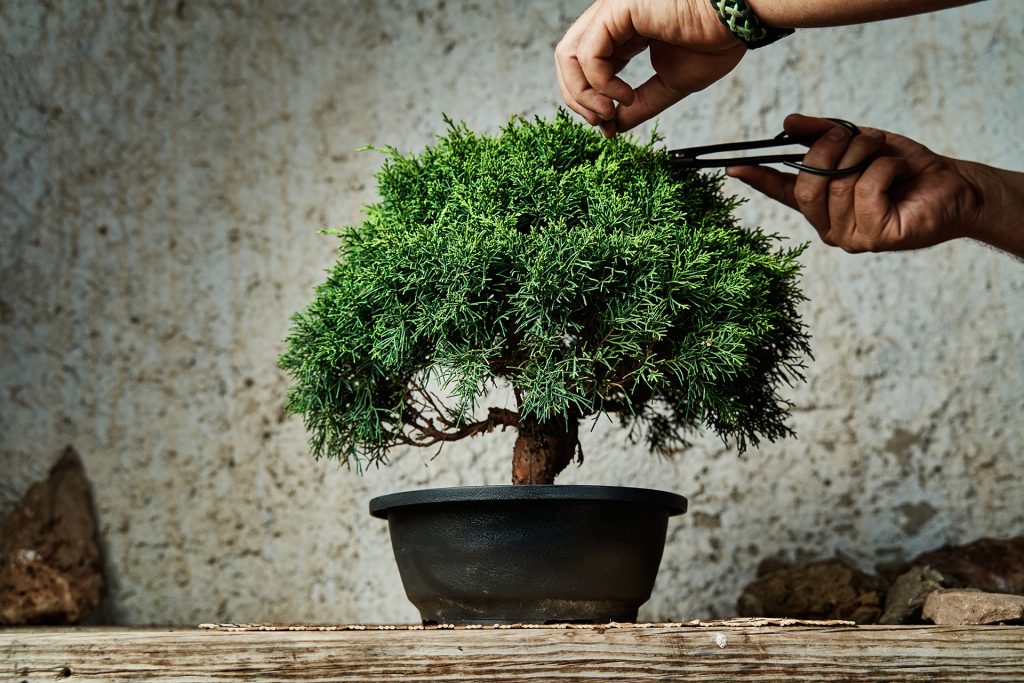 Zwróć uwagę na bonsai
